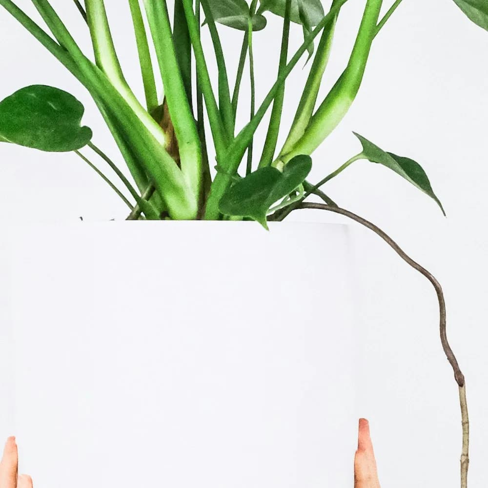 Monstera in ceramic pot, detail