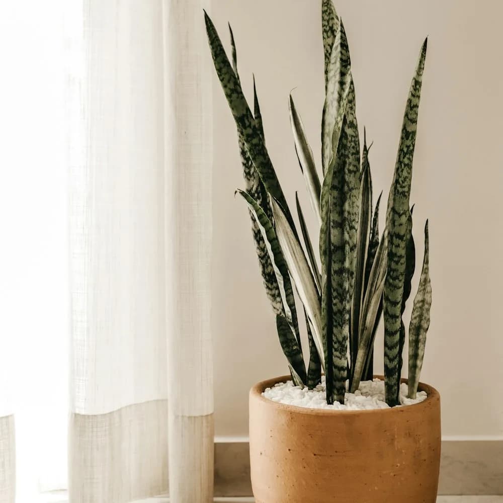 Snake plant, medium